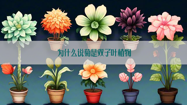 为什么说菊是双子叶植物