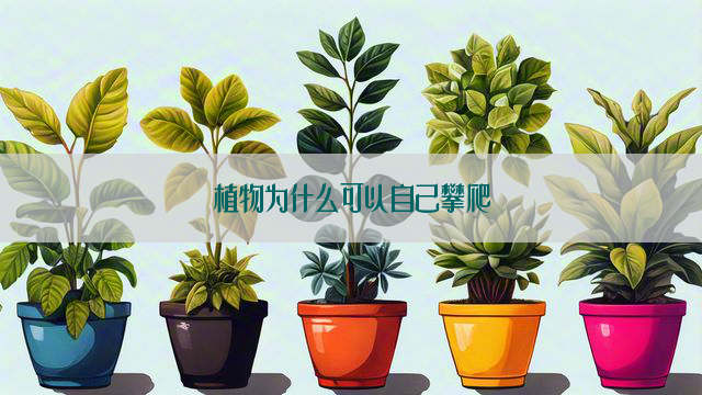 植物为什么可以自己攀爬