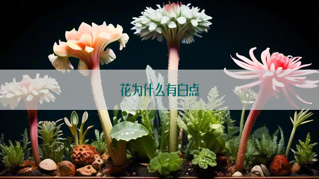 花为什么有白点