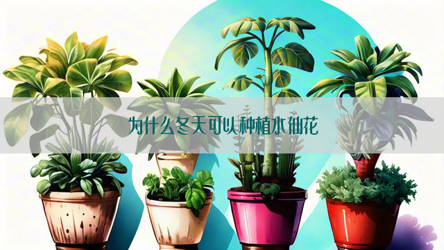 为什么冬天可以种植水仙花