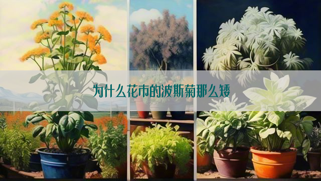 为什么花市的波斯菊那么矮