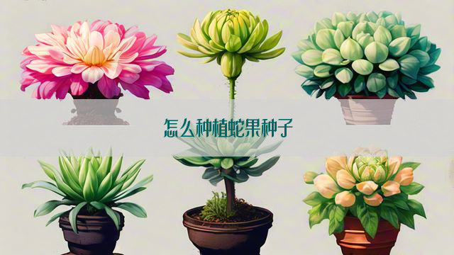 怎么种植蛇果种子