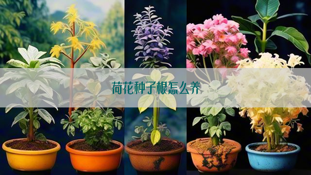 荷花种子根怎么养