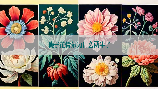 栀子花骨朵为什么两半了