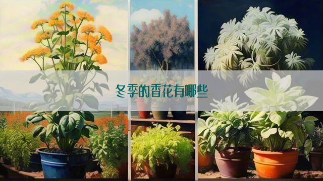 冬季的香花有哪些