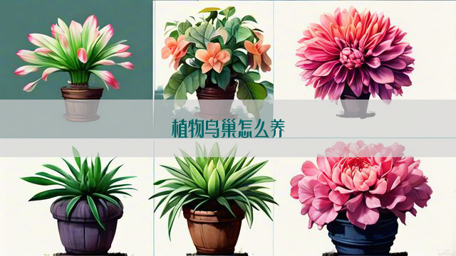 植物鸟巢怎么养