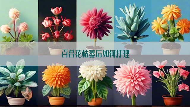 百合花枯萎后如何打理