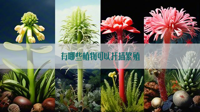 有哪些植物可以扦插繁殖