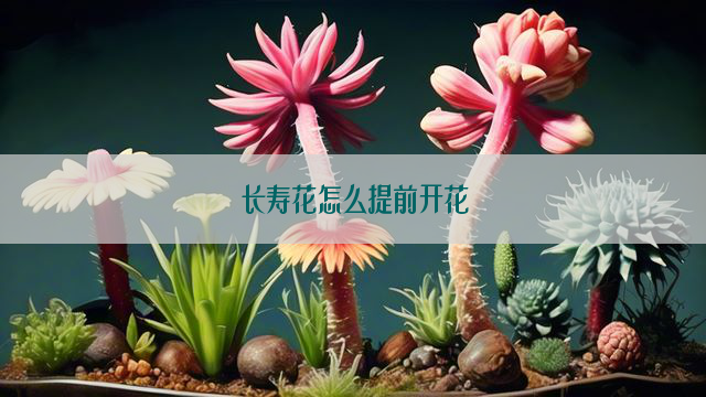 长寿花怎么提前开花