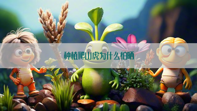 种植爬山虎为什么怕晒