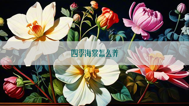 四季海棠怎么养