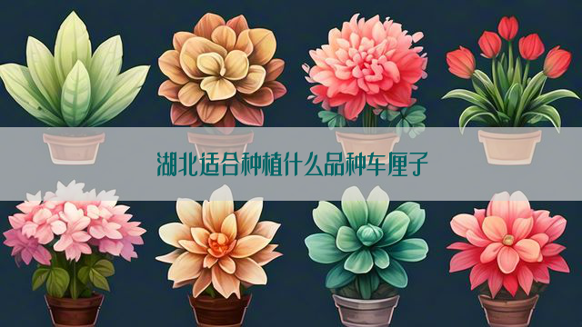 湖北适合种植什么品种车厘子