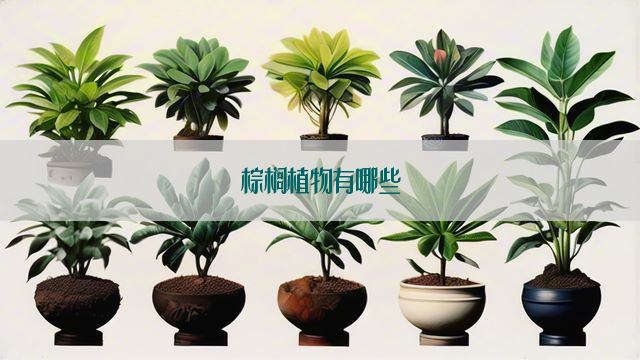 棕榈植物有哪些