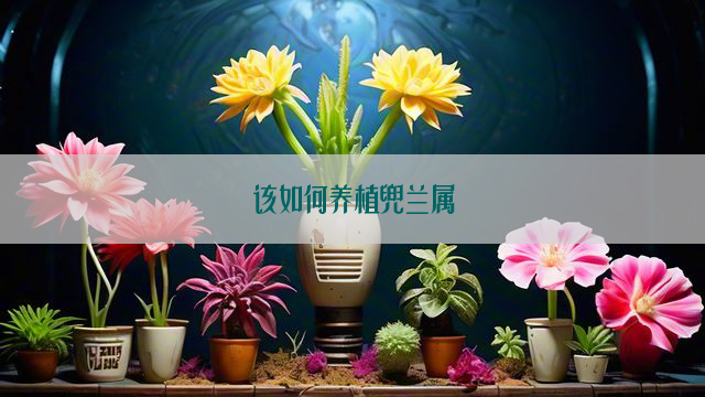 该如何养植兜兰属