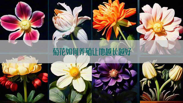 菊花如何养殖让他越长越好