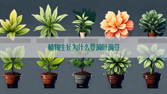 植物生长为什么要摘叶摘芽