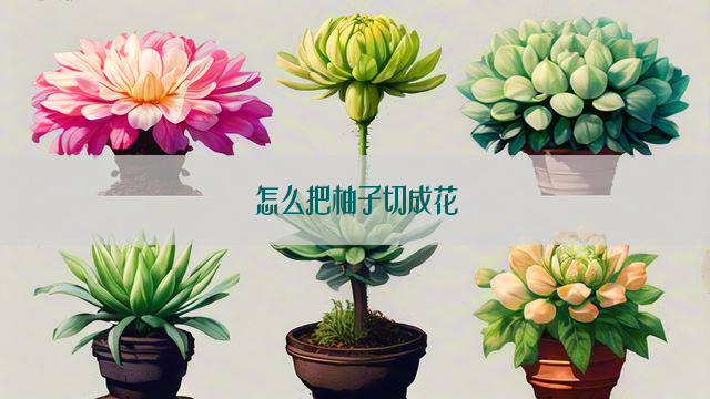 怎么把柚子切成花