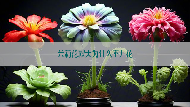 茉莉花秋天为什么不开花