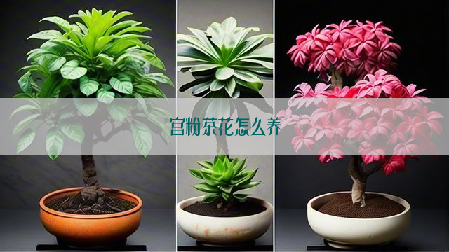 宫粉茶花怎么养