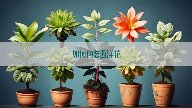 如何包装西洋花