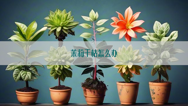 茉莉干枯怎么办