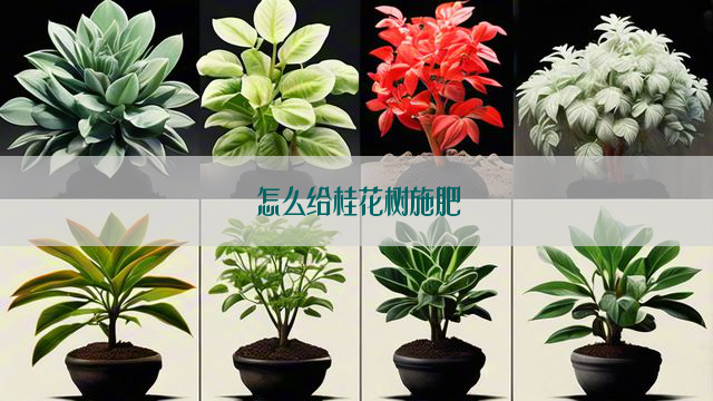 怎么给桂花树施肥