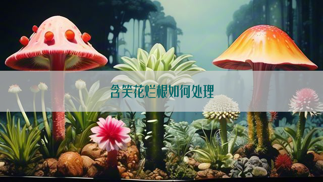 含笑花烂根如何处理