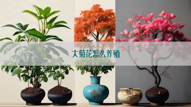 大菊花怎么养殖