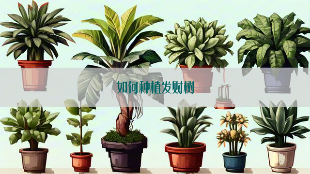 如何种植发财树