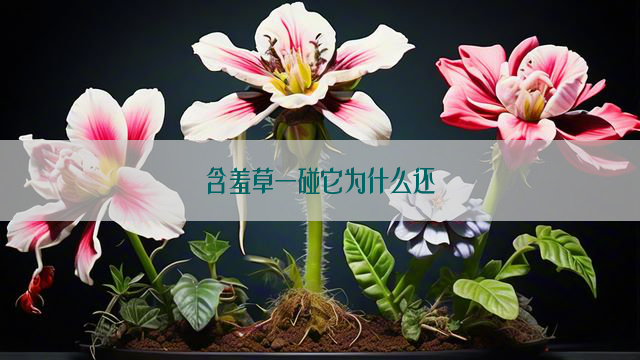 含羞草一碰它为什么还