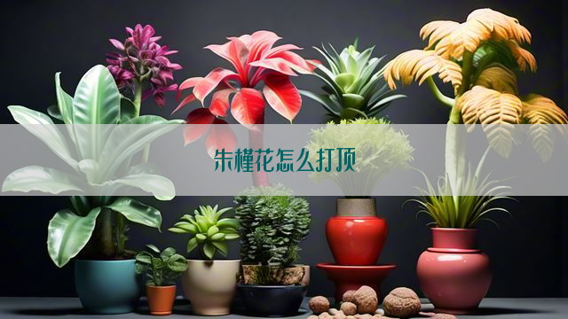 朱槿花怎么打顶