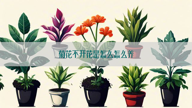 菊花不开花是怎么怎么养