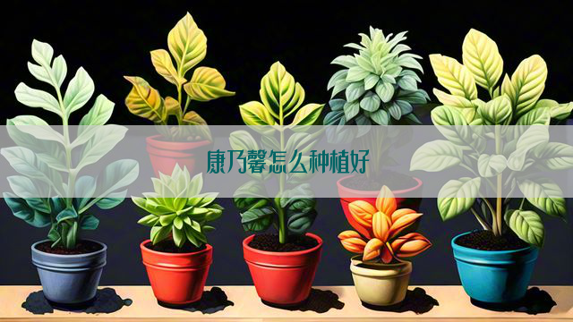 康乃馨怎么种植好