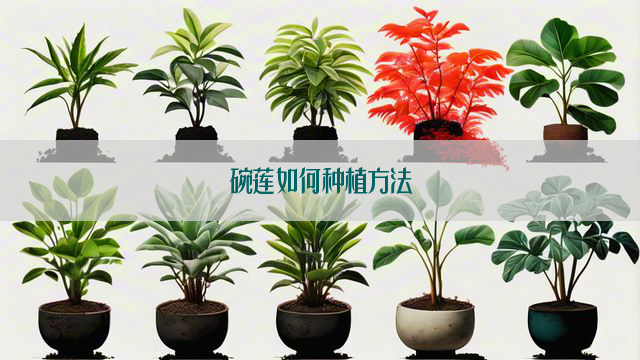 碗莲如何种植方法