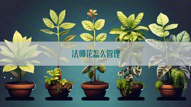 法师花怎么管理