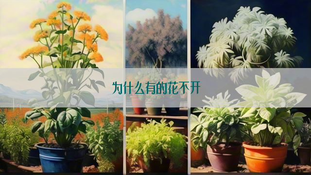 为什么有的花不开