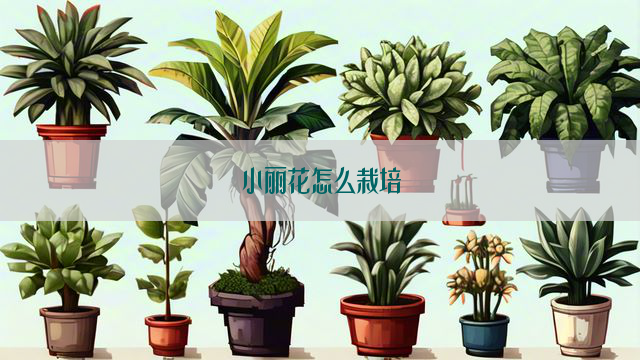 小丽花怎么栽培