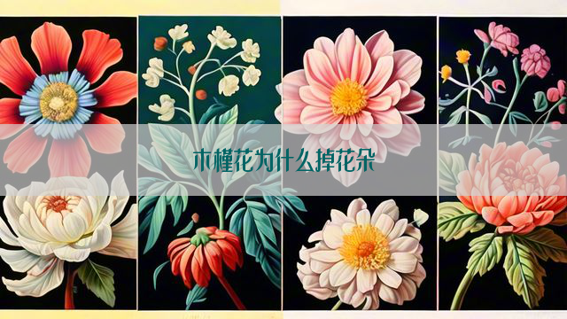 木槿花为什么掉花朵