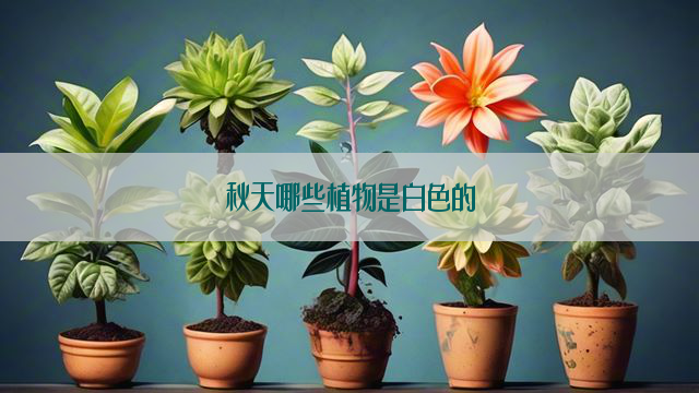 秋天哪些植物是白色的