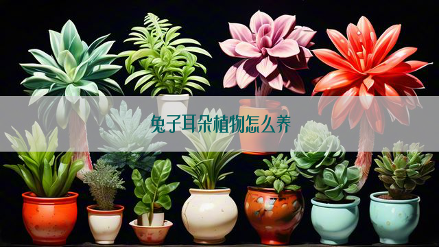 兔子耳朵植物怎么养