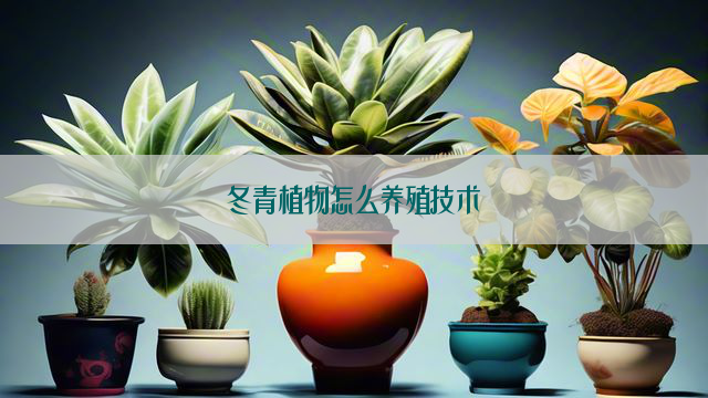 冬青植物怎么养殖技术