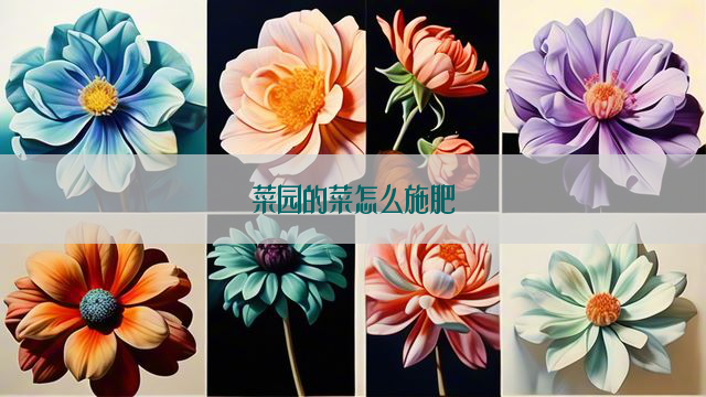 菜园的菜怎么施肥