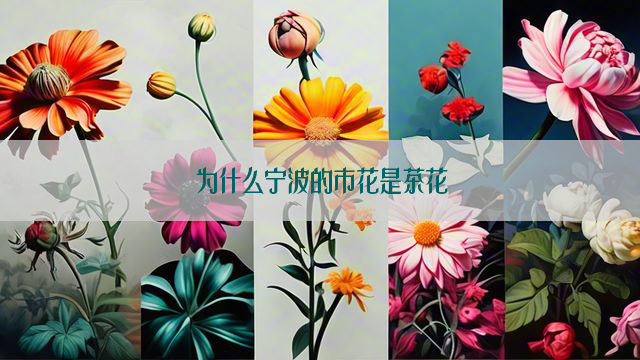 为什么宁波的市花是茶花