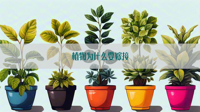 植物为什么要嫁接