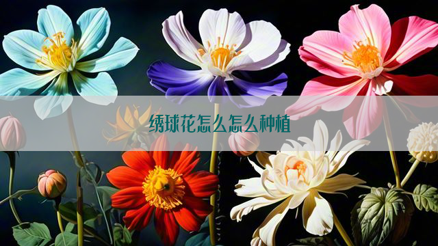 绣球花怎么怎么种植