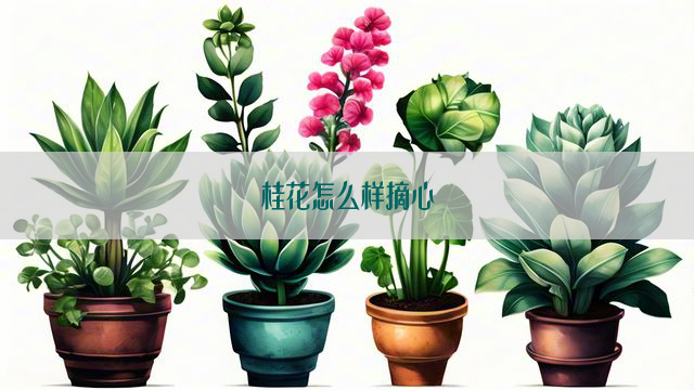 桂花怎么样摘心