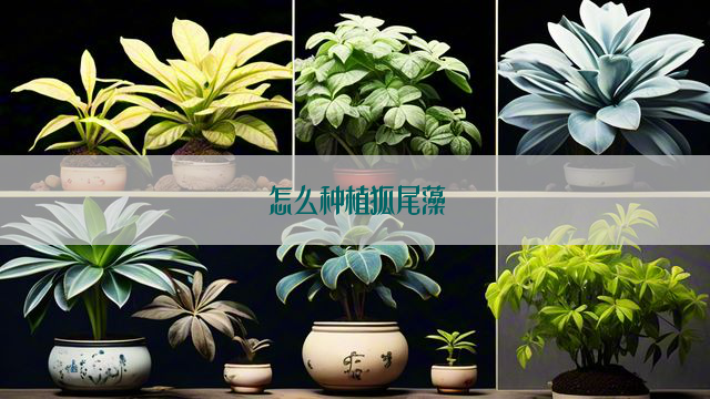 怎么种植狐尾藻