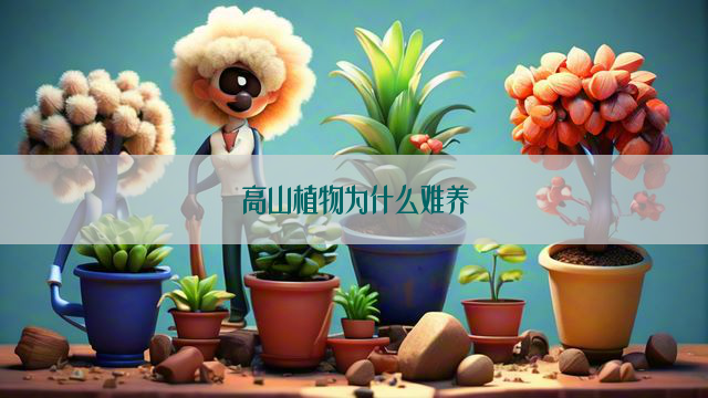 高山植物为什么难养