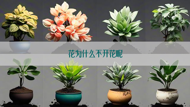 花为什么不开花呢