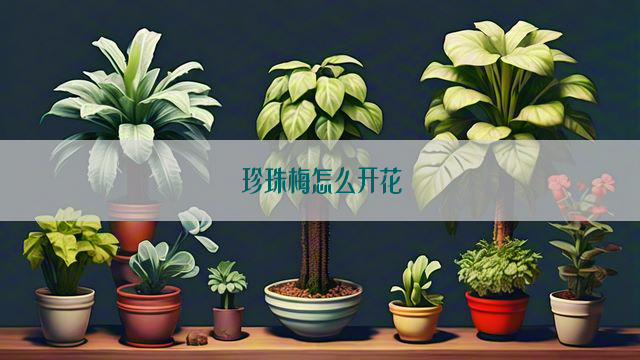 珍珠梅怎么开花